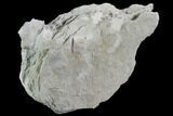 Blastoid (Pentremites) Fossil - Illinois #92226-1